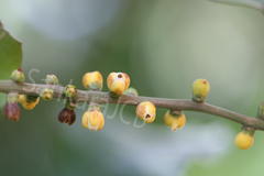 Aphanamixis polystachya